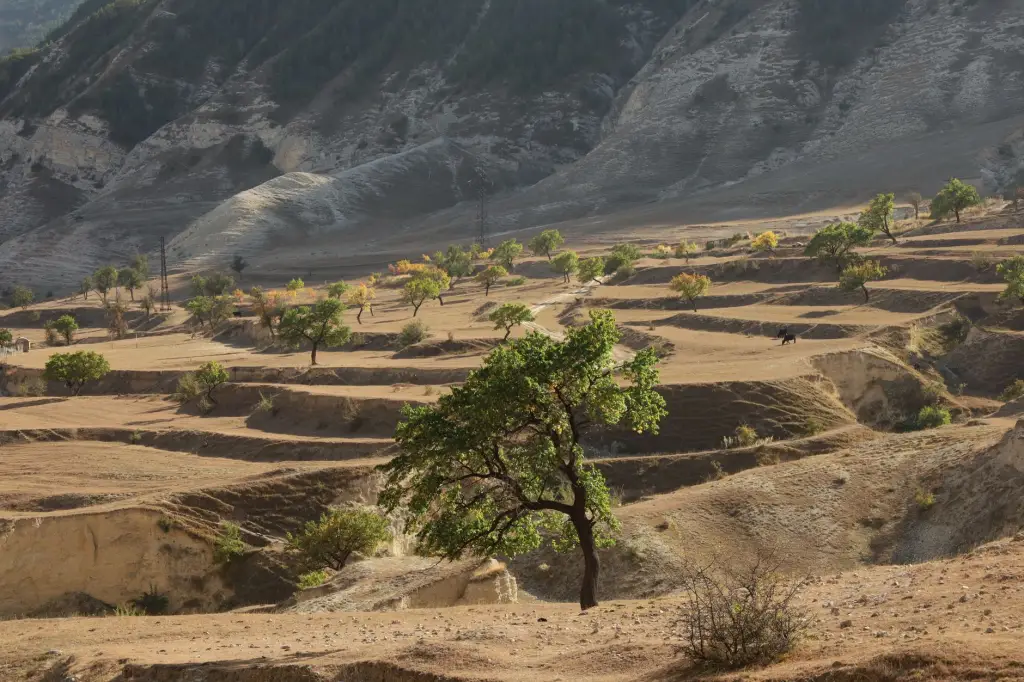 儋州休闲零食市场消费趋势与选品策略分析